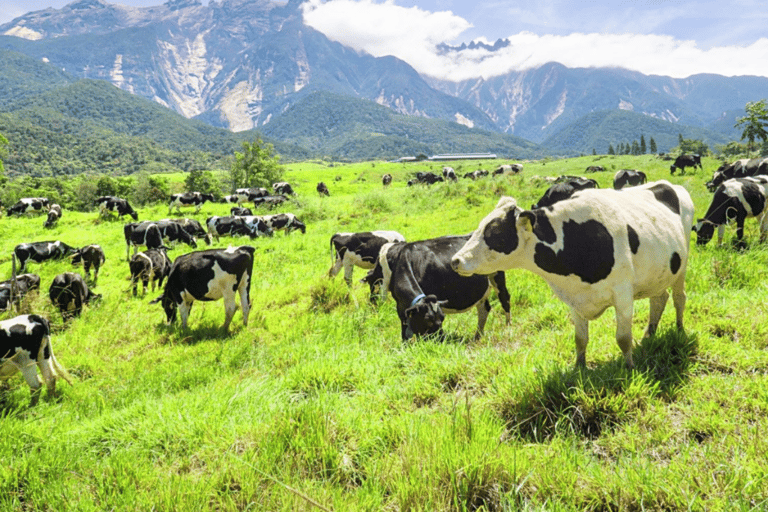 Kota Kinabalu: 4-Day Tour, Nature, River and City