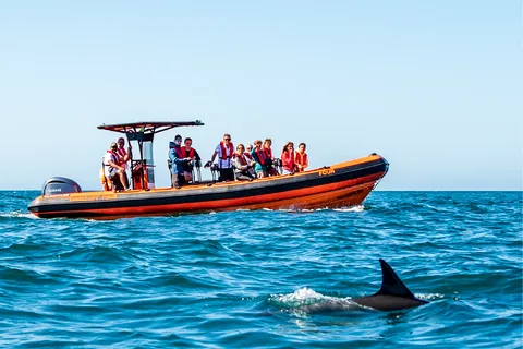 Cascais: Delfinbeobachtungstour