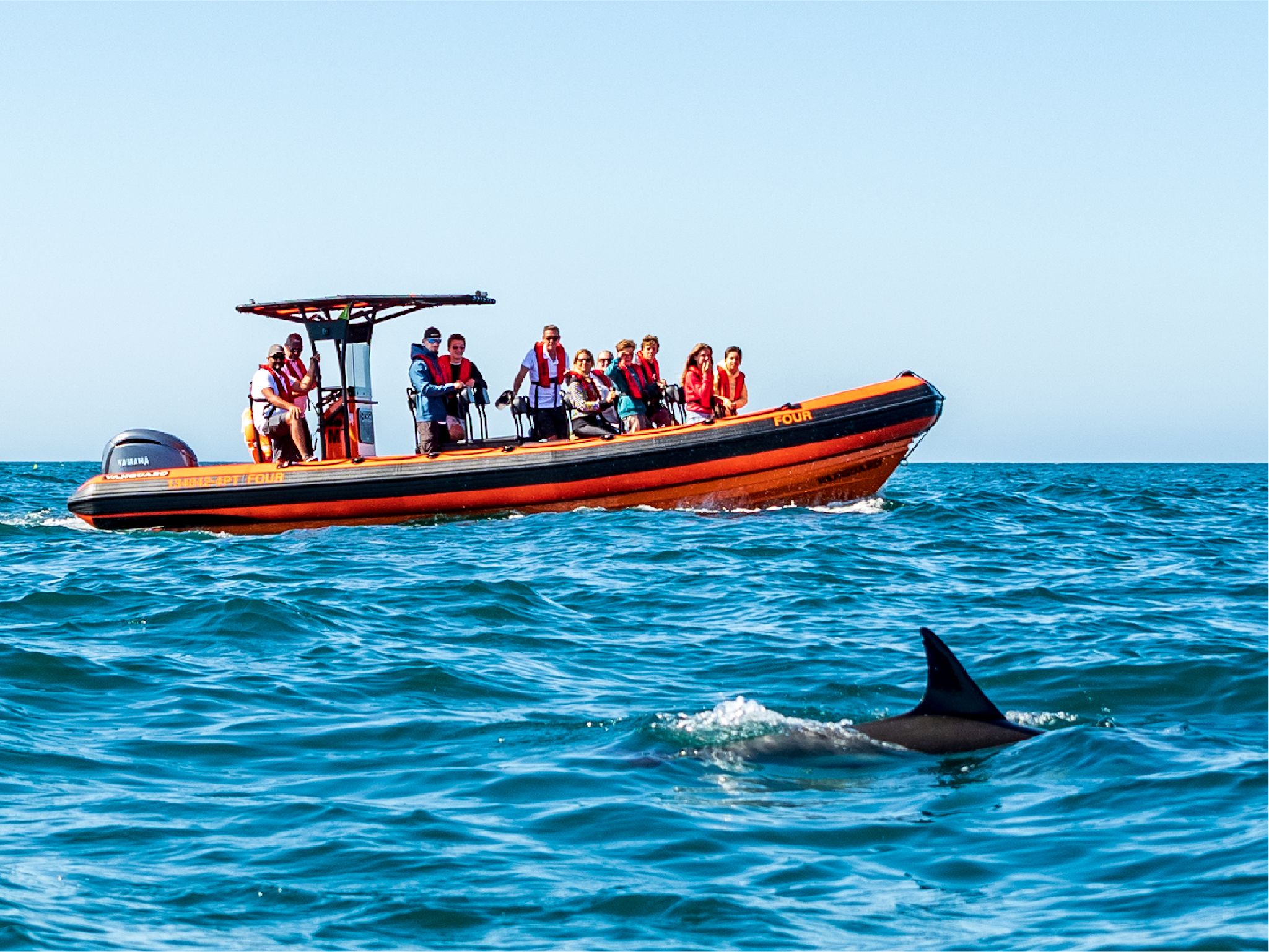 Cascais: Delfinbeobachtungstour