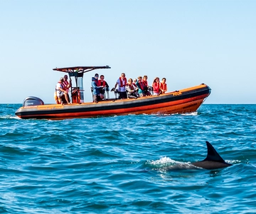 Cascais: Dolphin Watching Tour