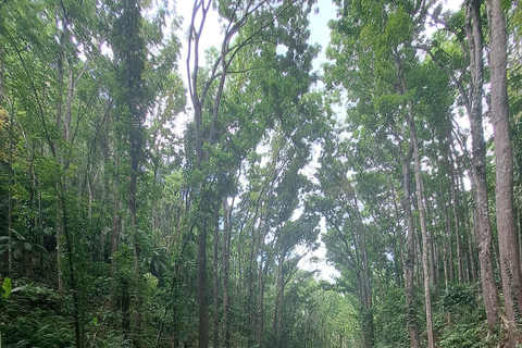 Bohol Countryside Tagestour mit Mittagessen am Loboc Fluss von Cebu aus