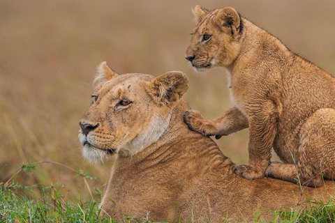 Vanuit Mombasa:3-Daagse Tsavo West National Park Safari-Ngulia