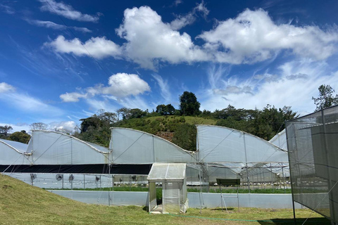 Medellín: A Nature Journey Into Medicinal Cannabis Option 1: Basic Educational Cannabis Tourism Experience