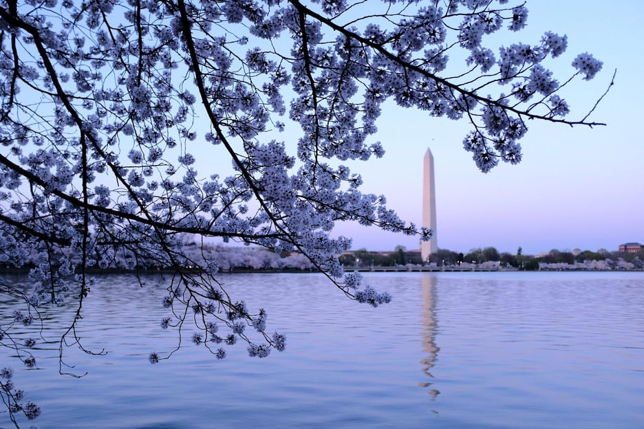Visite de nuit de Washington D.C. avec plus de 10 arrêts, cerisiers en fleurs, billets d'entrée