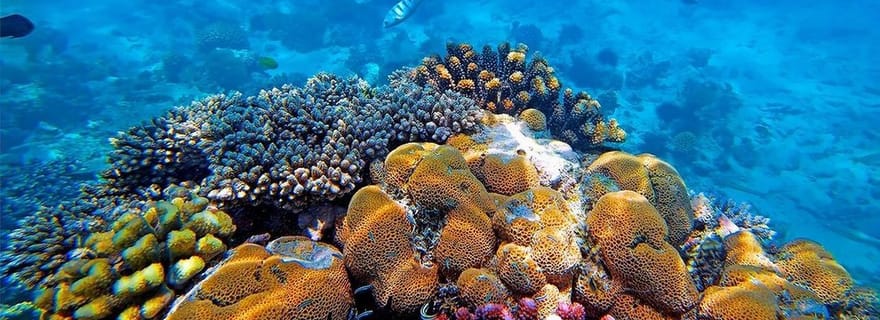 Aventure privée de plongée avec tuba sur l'île de Mnemba Service exclusif