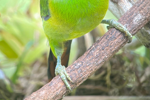 Monteverde: Halbtagestour zur VogelbeobachtungPrivate Tour