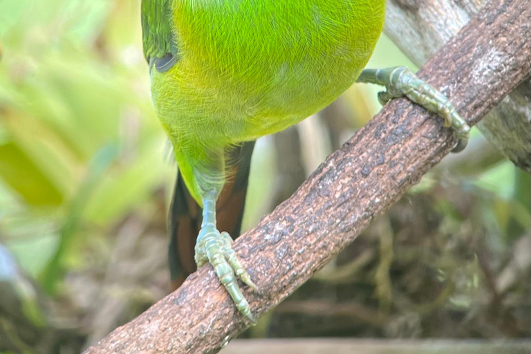 Monteverde: Tour de medio día de observación de avesVisita en grupo compartido