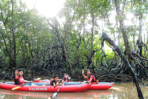 From Tagbilaran City/Panglao Island: Bohol Mangrove Kayaking