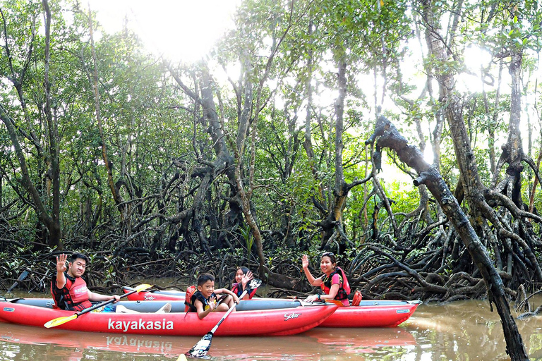 From Tagbilaran City/Panglao Island: Bohol Mangrove Kayaking