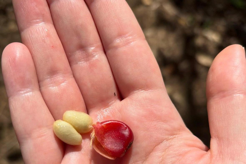 Boquete: Geisha Coffee Plantation Tour with Tasting