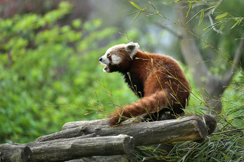 بروجليت تذكرة دخول حديقة حيوان بايري دايزاأيام الأسبوع