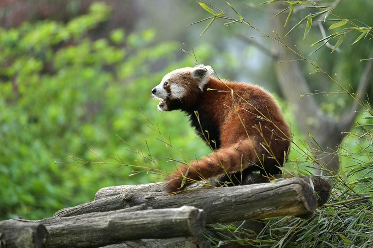 بروجليت تذكرة دخول حديقة حيوان بايري دايزاأيام الأسبوع