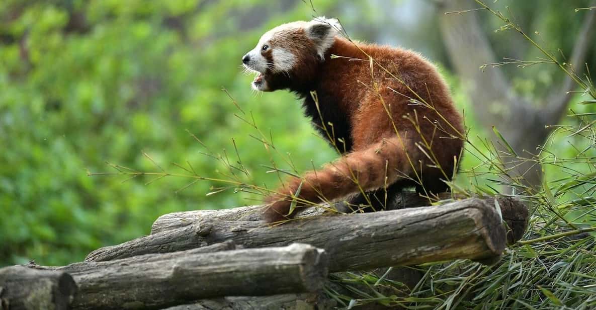 Afbeelding 10 van Brugelette: Pairi Daiza Zoo inclusief toegangsbewijs voor 'Edenya'