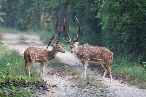 From Kathmandu/Pokhara: Bardiya National Park 4-Days Tour From Pokhara: Bardiya National Park 4-Days Tour