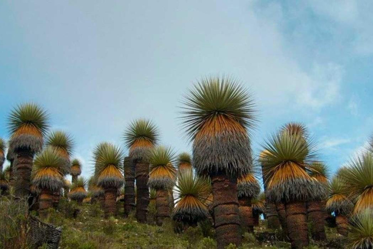 From Ancash: Nevado de los Pastores and Puyas Raymondi