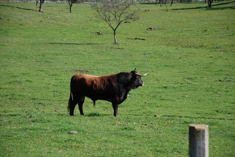 Seville: Bull Ranch, Winery & Rábida Monastery Tour