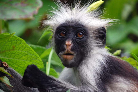 Od dżungli do Stone Town: ucieczka na Zanzibar, pełna przyrody i dziedzictwaWycieczka obejmuje Odbiór z hotelu i transport powrotny