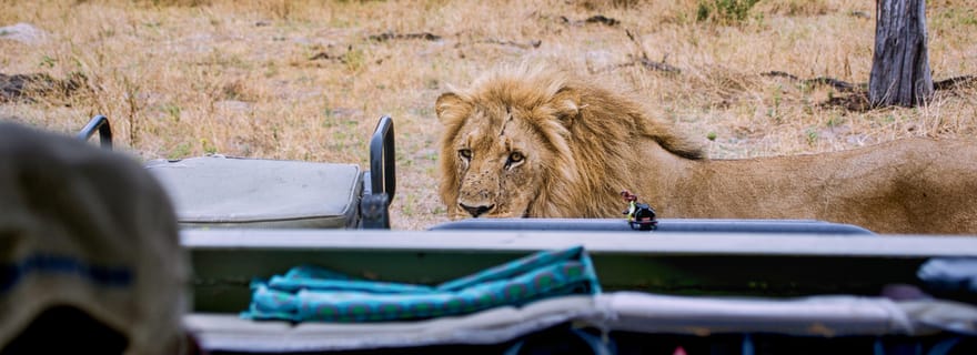 Schotia Safaris Expérience de safari privé avec dîner Boma