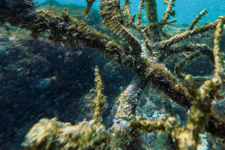 Explore the Cabo Rosa Tunnels on Isabela: snorkeling, wildlife and scenery