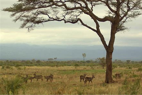 Tanzania: 7-Day Big Five Safari Adventure with Lodging