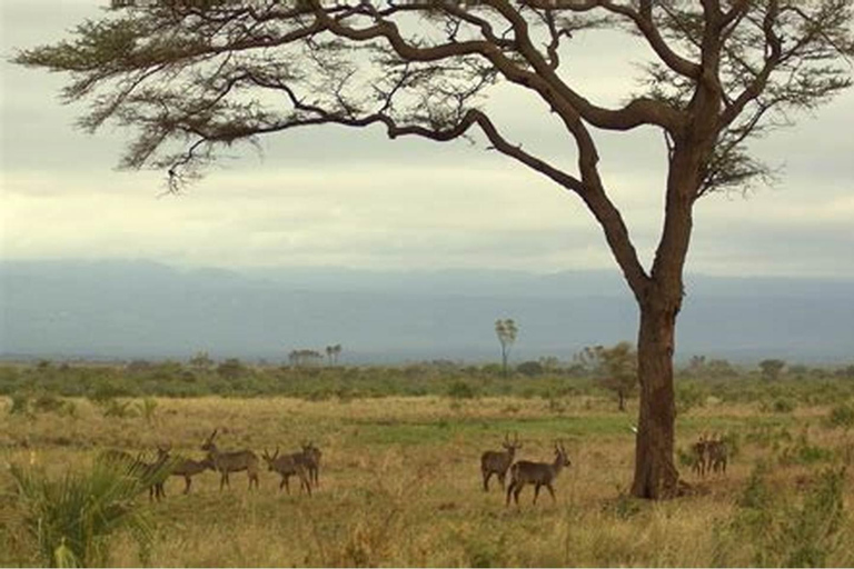 Tanzania: 7-Day Big Five Safari Adventure with Lodging