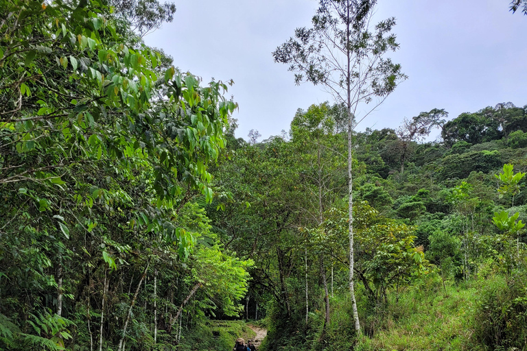 CAMINHO DO OURO - Guided tour Atlantic Forest, Waterfalls, Stories.