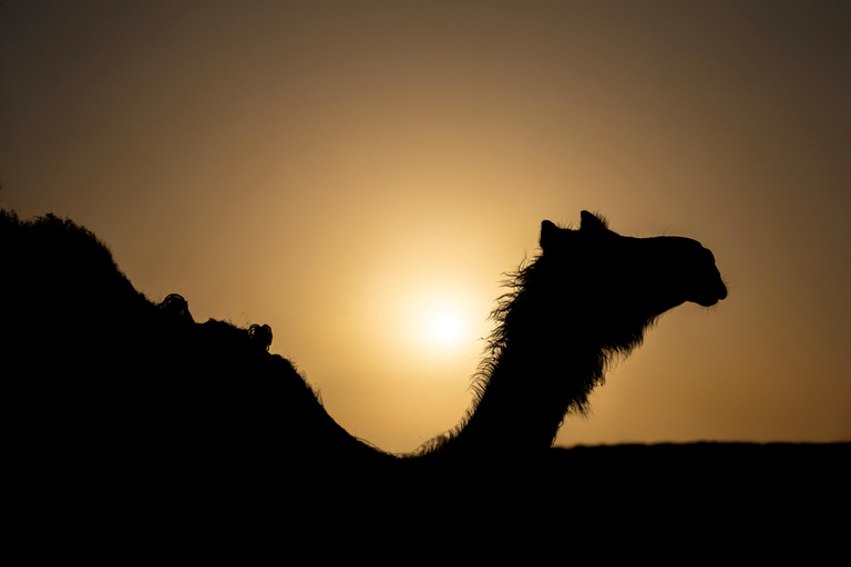 Taste of AlUla: Traditional Camel Lunch & Local Stories