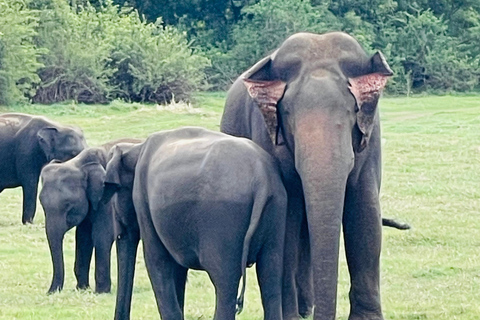 Wild Elephant Safari Tour Minneriya, Kaudulla & Hurulu ECO Start from Dambulla