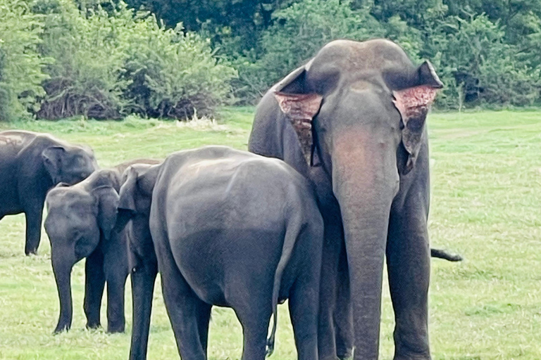 Wild Elephant Safari Tour Minneriya, Kaudulla & Hurulu ECO Start from Dambulla