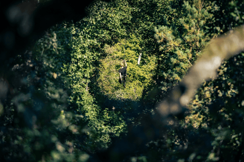 Gothenburg: High Ropes Adventure