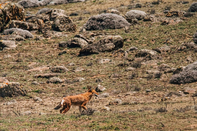 Bale Mountains: 3-tägige geführte Wanderung mit Wildtieren und Camping