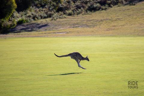 Melbourne: Great Ocean Road & Wildlife Tour for Backpackers Great Ocean Road & Wildlife Tour for Backpackers Aged 18-35