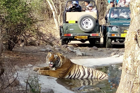 From Jaipur: Same Day Ranthambore Tiger Safari Adventure