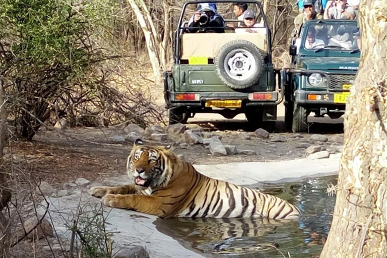 From Jaipur: Same Day Ranthambore Tiger Safari Adventure