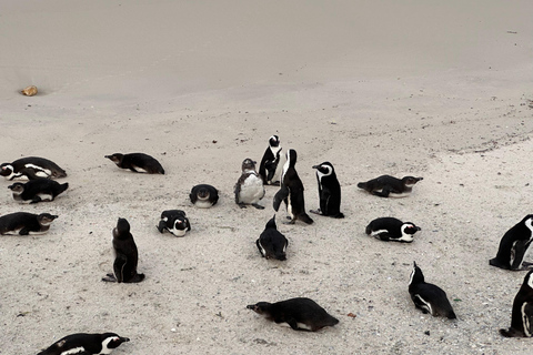 Cape Town Table Mountain Penguins & Cape Point All-inclusive