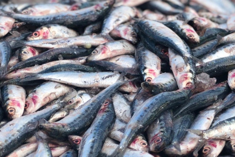 Negombo: Private City Tour with Ayurvedic Massage & Lunch