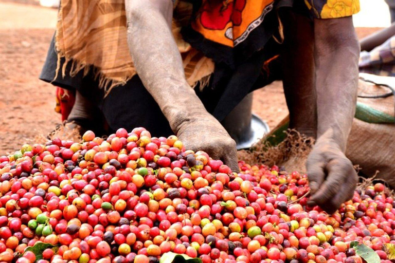 Nairobi: The Wild & The Brew Experience