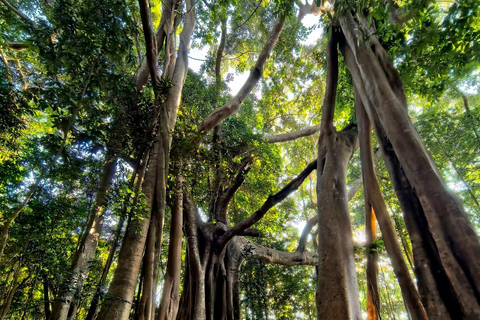 Xishuangbanna: Jinuo Mountain Rainforest Hike with Meal