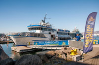 Reykjavik, Whale Watch Tour - Housity