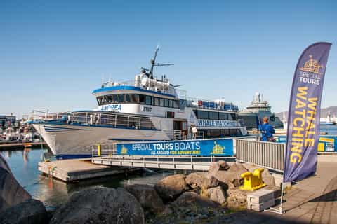 Reykjavik: Whale Watching Tour