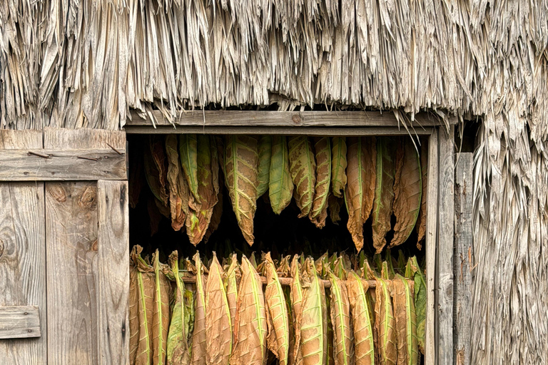 Puerto Plata: Sivonte Aficionado Cigar Experience