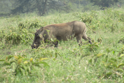 De Nairobi: Viagem de 1 dia ao Parque Nacional do Lago Nakuru