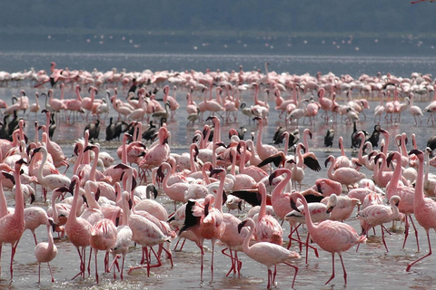 4 jours de safari en camping à Maasai Mara et au lac Nakuru en Jeep 4x4