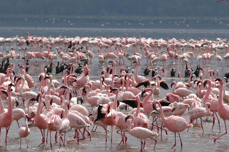 4 jours de safari en camping à Maasai Mara et au lac Nakuru en Jeep 4x4