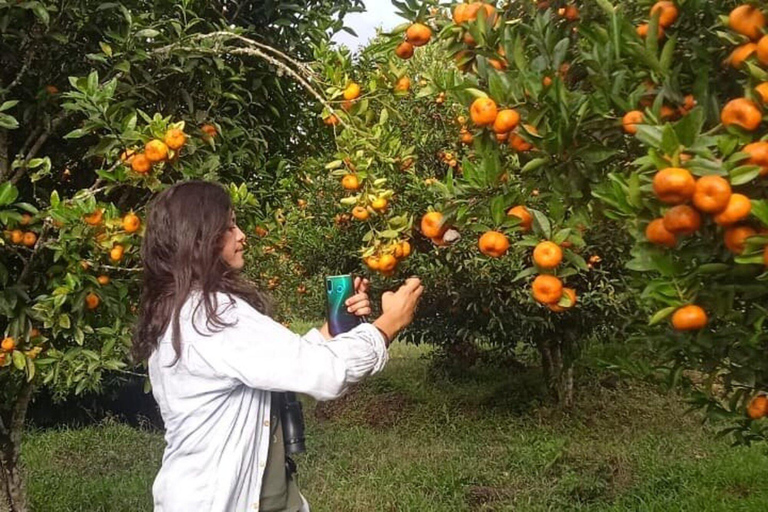 Galápagos : tortues géantes, tunnels de lave et cratèresGalápagos : visite guidée des tortues géantes, des tunnels de lave et des cratères