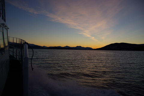 Havssafari i Tromsö