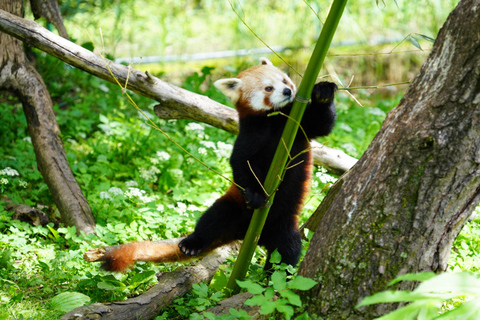 Salzburg Zoo Hellbrunn Skip-the-line Tickets & Private Car