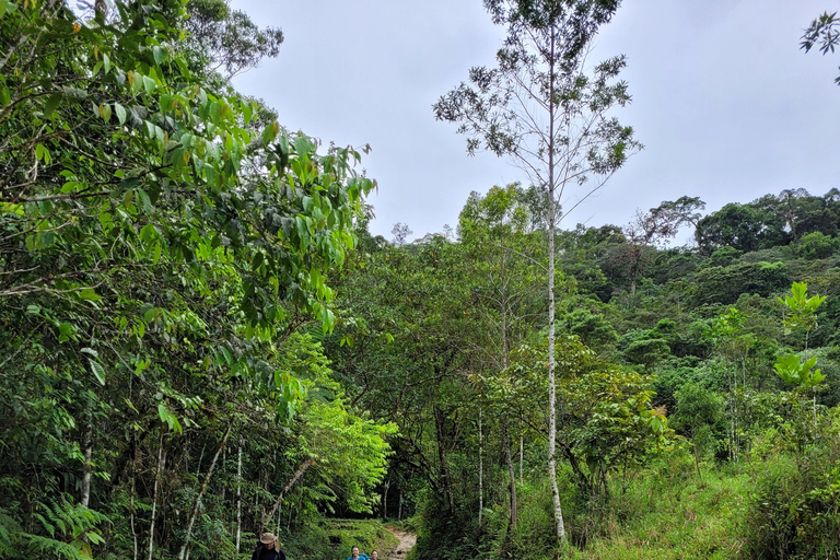 CAMINHO DO OURO - Guided tour Atlantic Forest, Waterfalls, Stories.