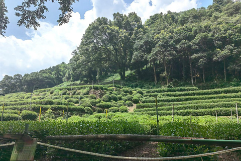 From Shanghai: One-Day Hangzhou Longjing Village Niche Tour