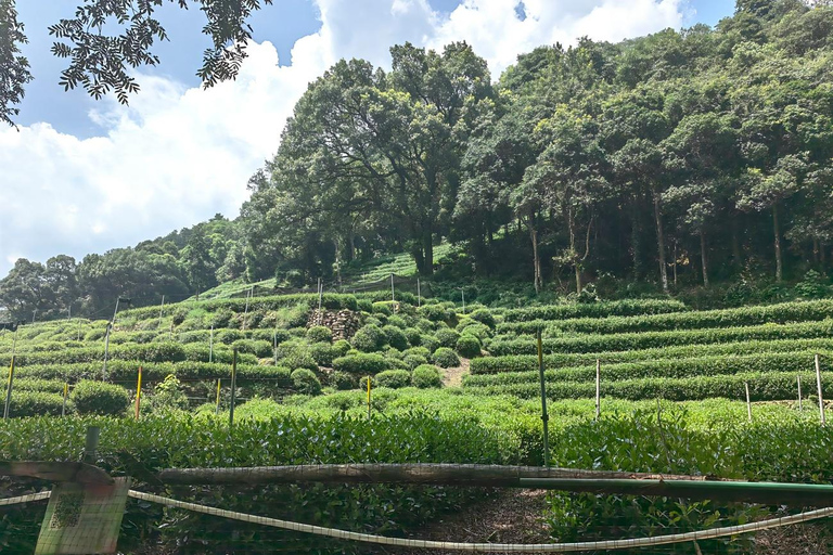 From Shanghai: One-Day Hangzhou Longjing Village Niche Tour